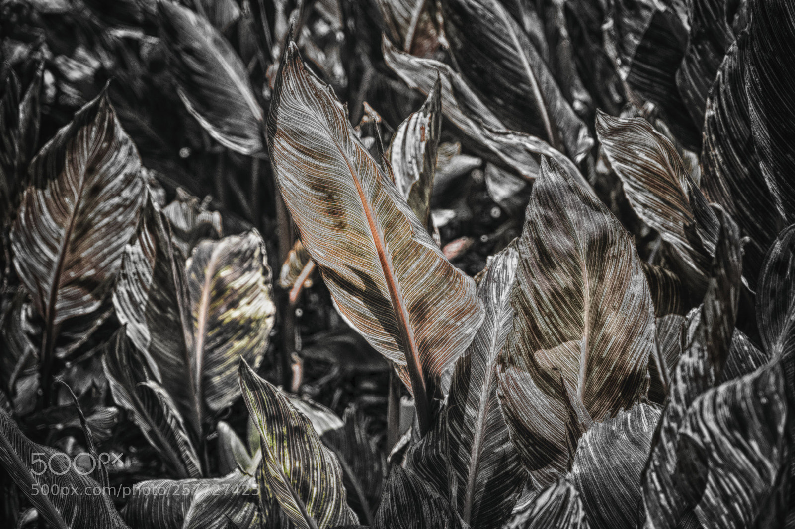 Fujifilm X-T1 sample photo. A plant study photography