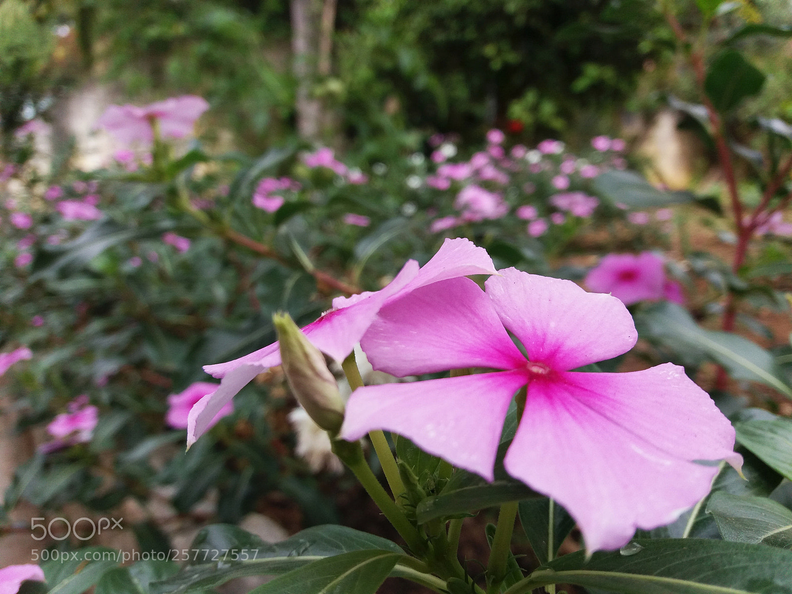 Samsung Galaxy J5 sample photo. Rosa photography
