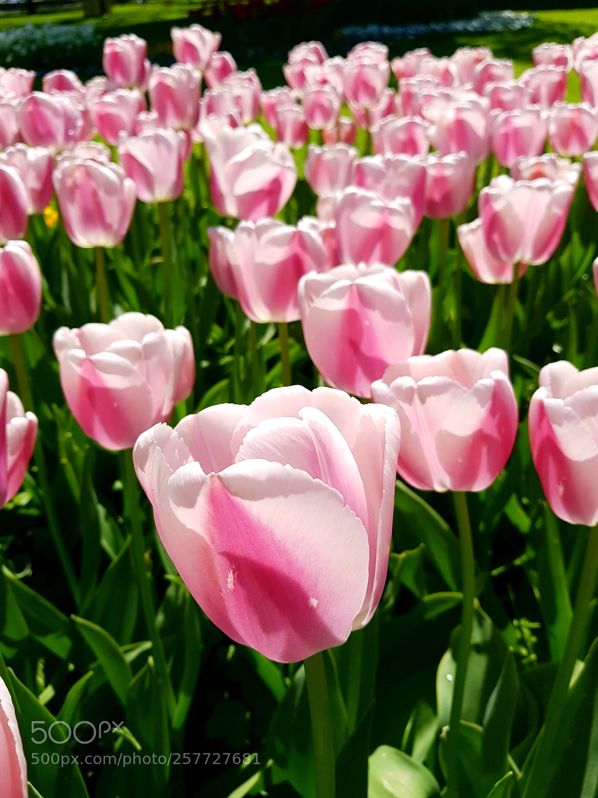 Samsung Galaxy S8 sample photo. Tulips photography