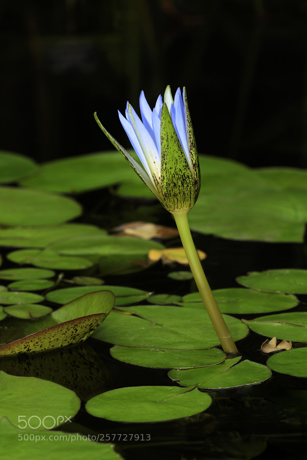 Canon EOS 7D Mark II sample photo. Waking lily photography