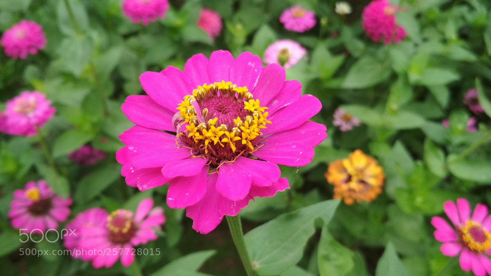 Xiaomi Redmi 4X sample photo. Untitled photography