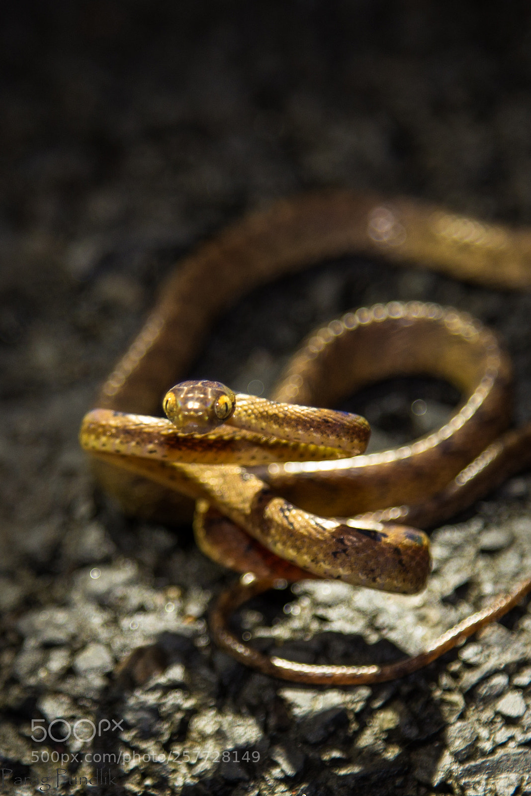 Canon EOS 6D sample photo. Beddome's cat snake photography