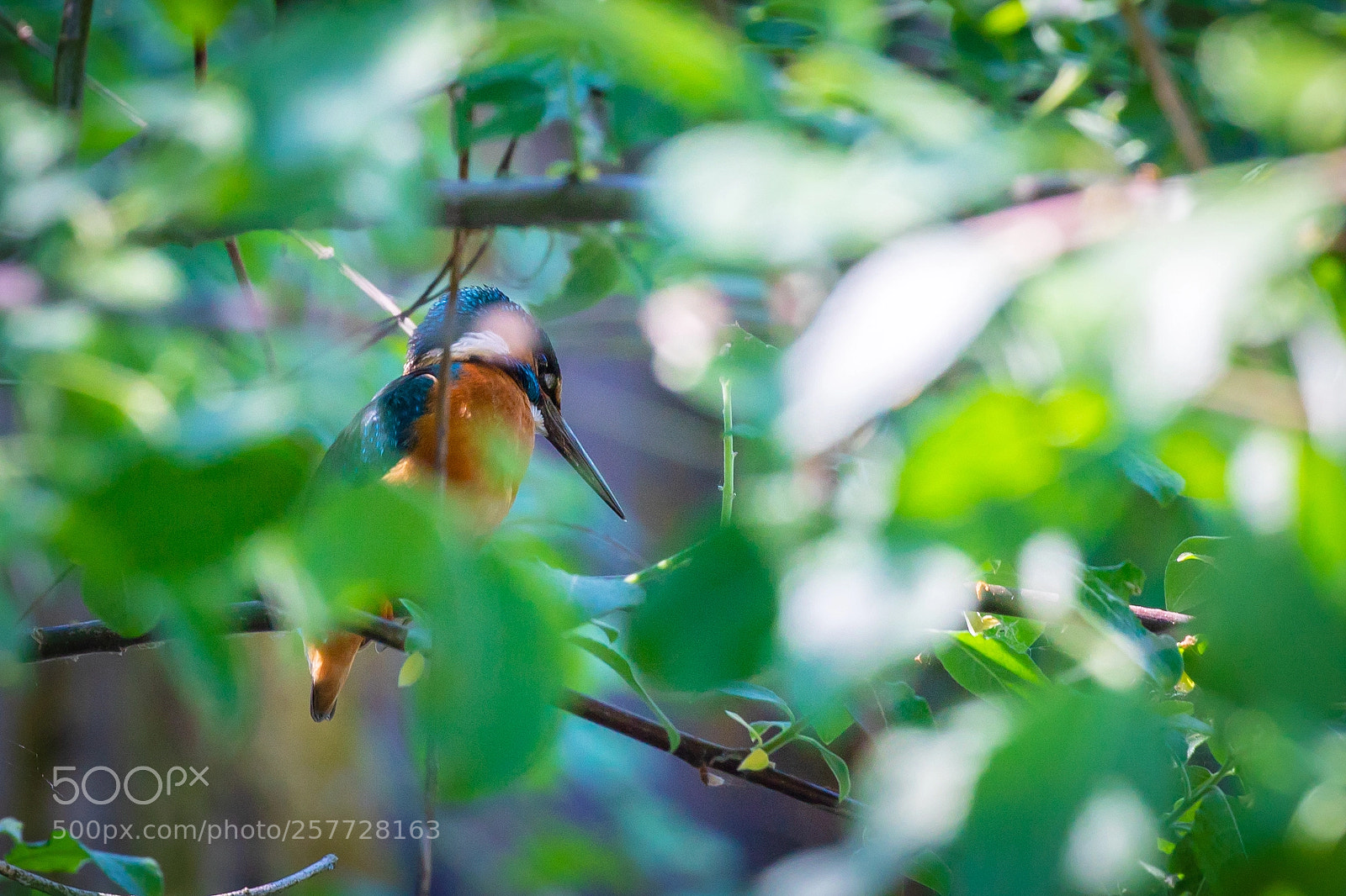 Canon EOS 5D Mark IV sample photo. Kingfisher photography