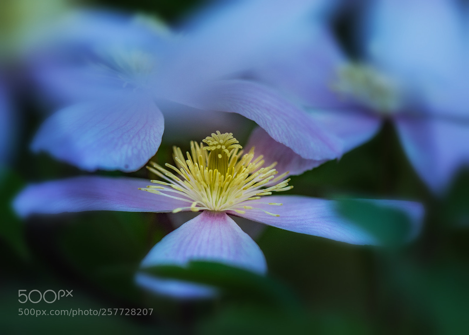 Nikon D4 sample photo. Clematis on the fence photography