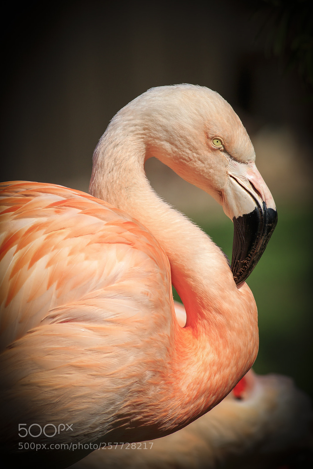 Canon EOS 7D Mark II sample photo. Caribbean flamingo phoenicopterus ruber photography