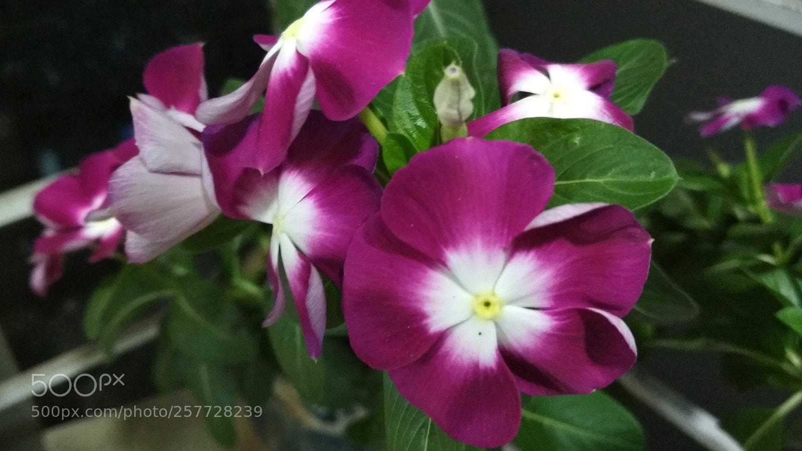 Xiaomi Redmi 4X sample photo. Untitled photography