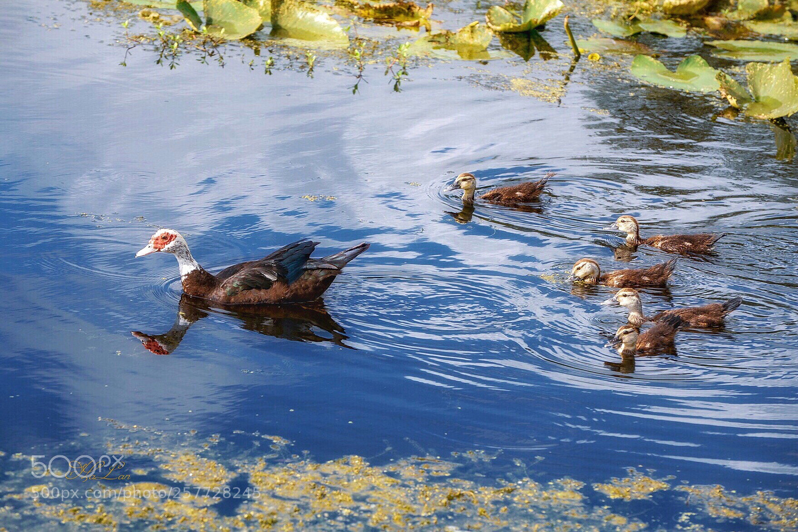Nikon D610 sample photo. Everlasting love photography