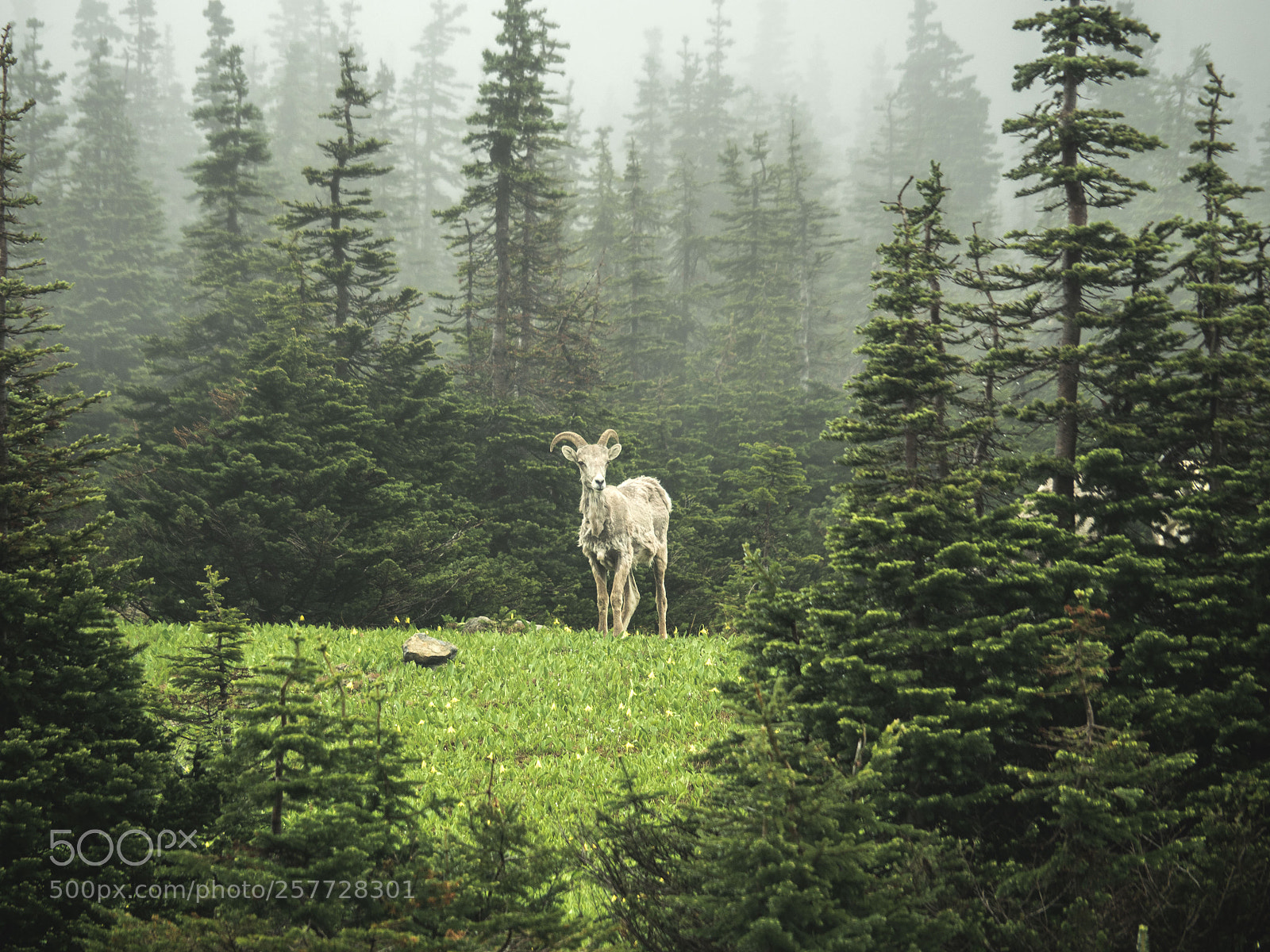 Olympus OM-D E-M5 II sample photo. Lamb in glacier national photography