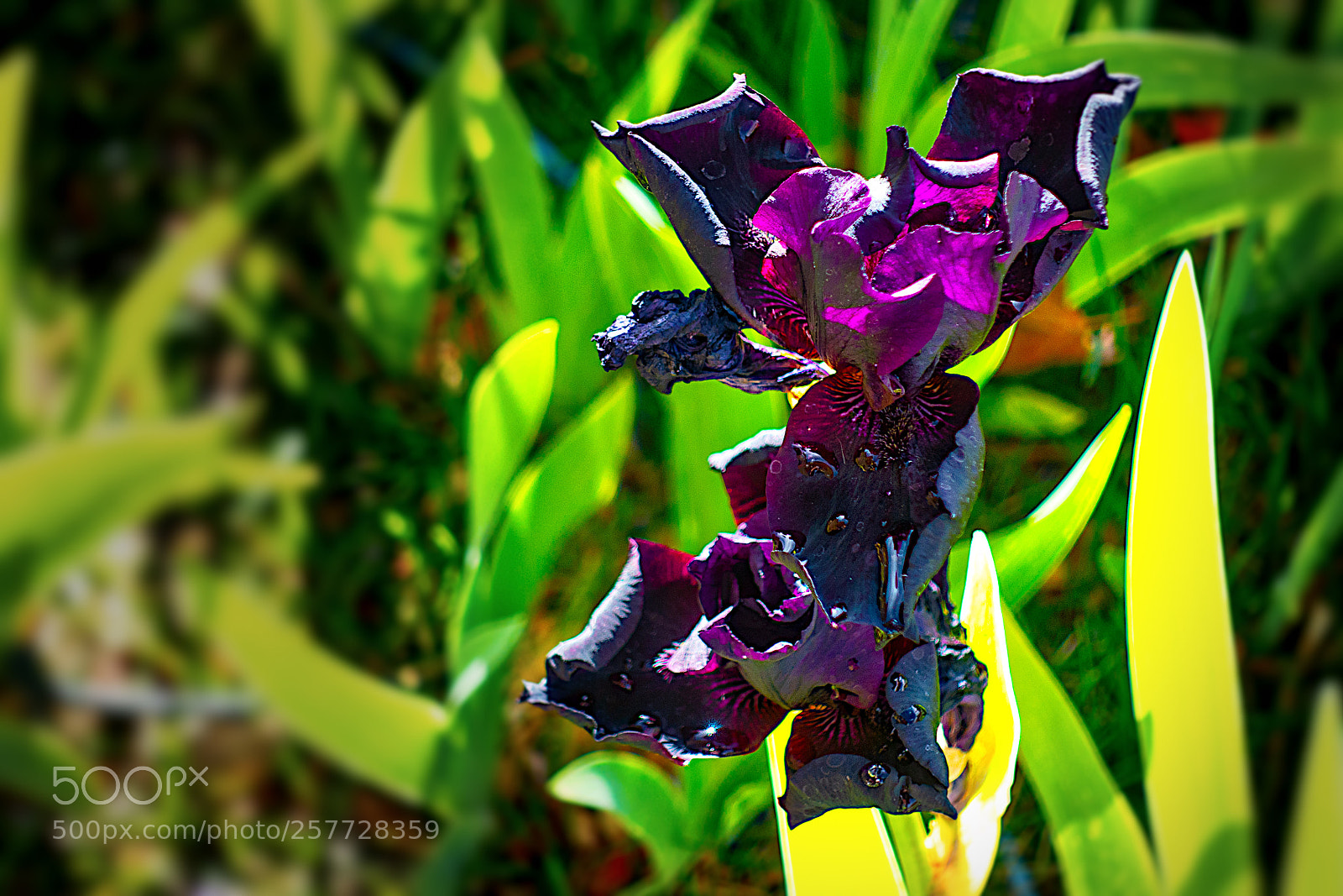 Sony Cyber-shot DSC-RX100 IV sample photo. Evanescent blooms photography