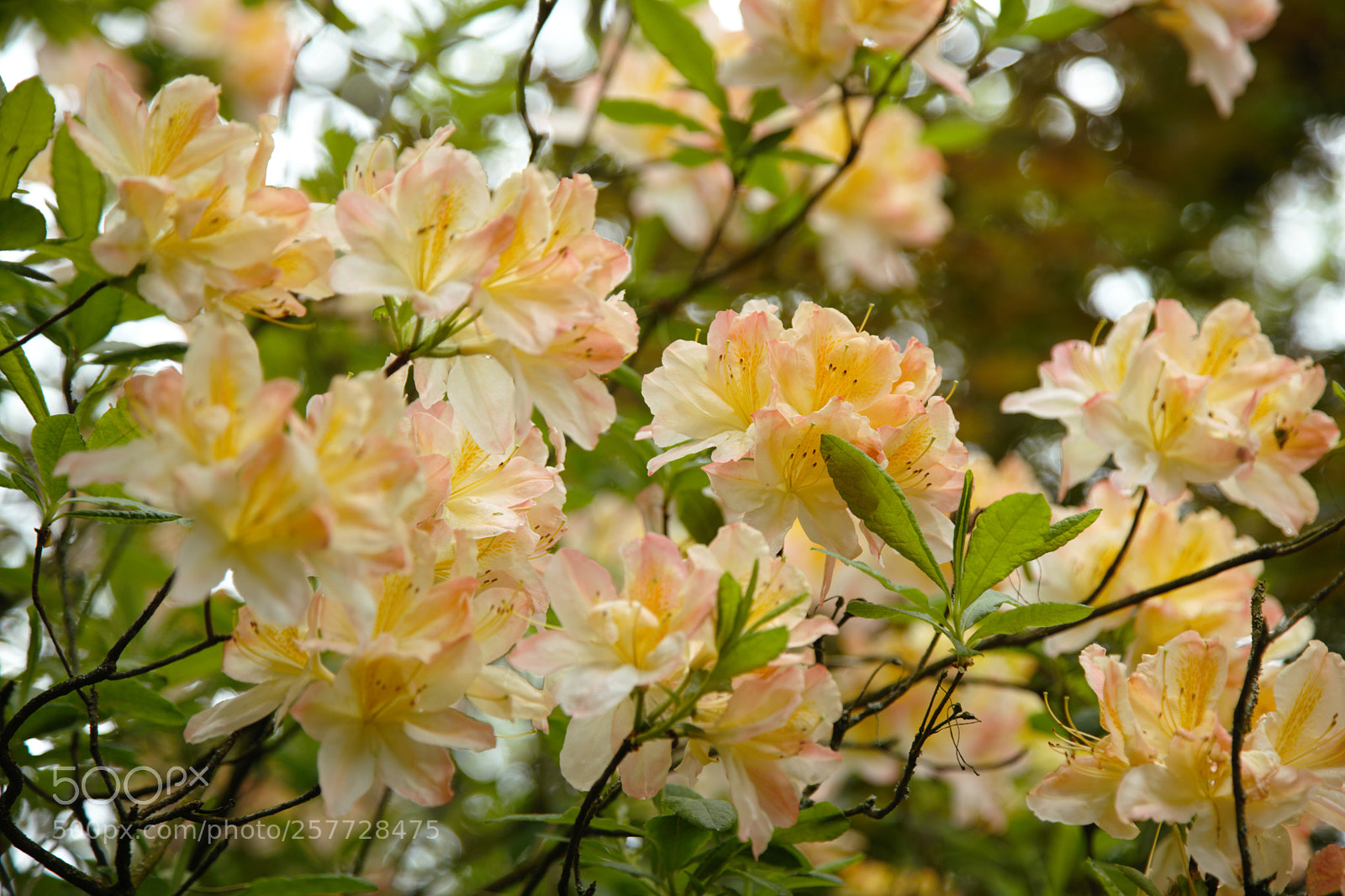 Canon EF 24-105mm F4L IS USM sample photo. A sight for tired photography