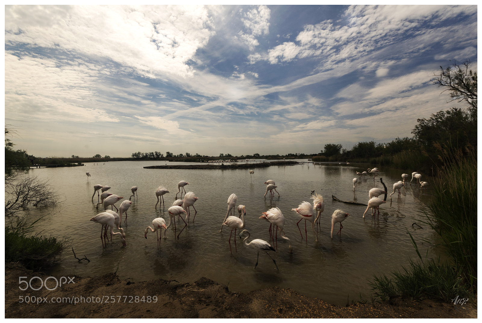 Pentax K-3 sample photo. Pink flamingos photography