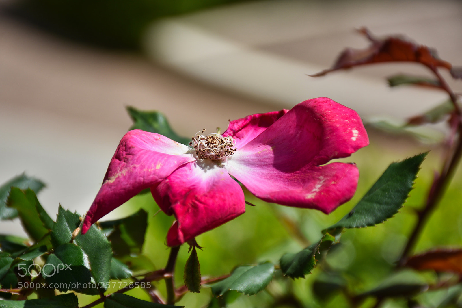 Nikon D7200 sample photo. Rough edges photography