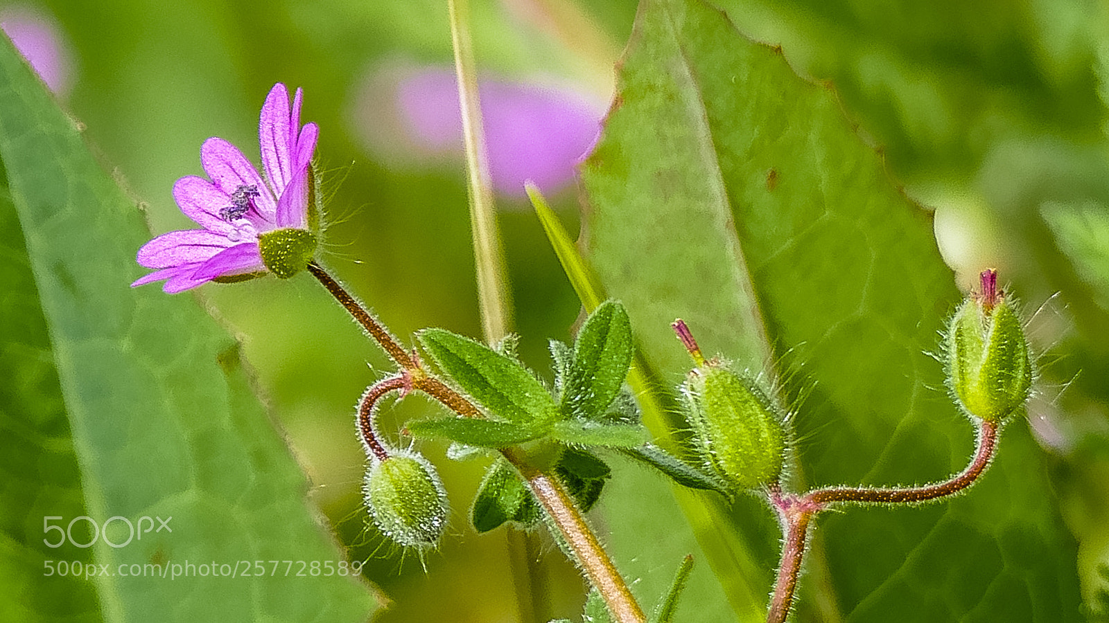 Panasonic Lumix DMC-FZ1000 sample photo. Flor silvestre de primavera photography