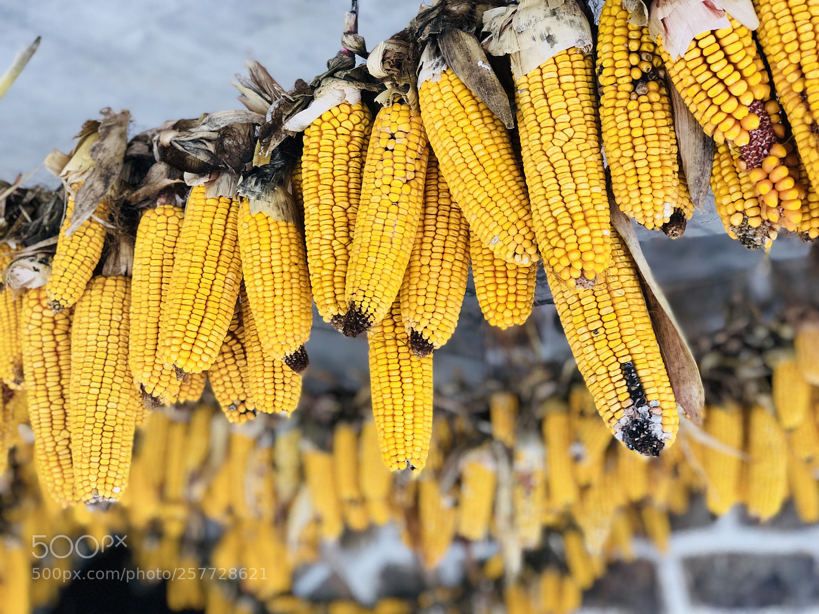 Apple iPhone X sample photo. Cob  photography