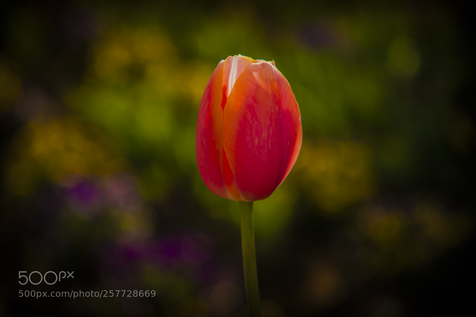 Canon EOS 5D Mark IV sample photo. Hope photography