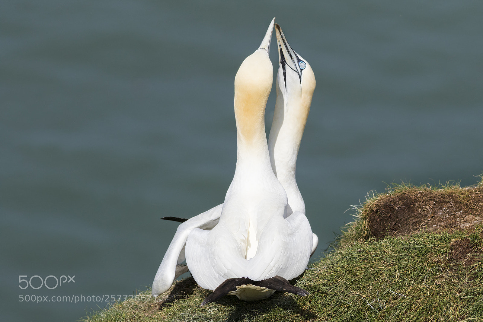 Canon EOS 7D Mark II sample photo. Gannet (morus bassanus) photography