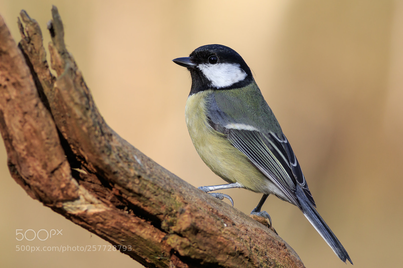 Canon EOS 7D Mark II sample photo. Great tit (parus major) photography