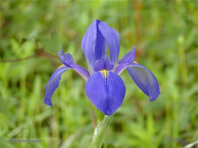 Sony Cyber-shot DSC-HX1 sample photo. Fleur de lis photography