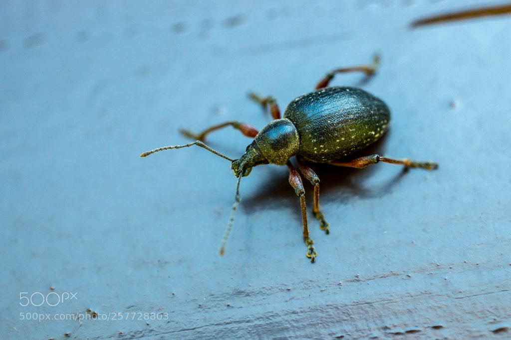 Nikon D800 sample photo. Weevil photography