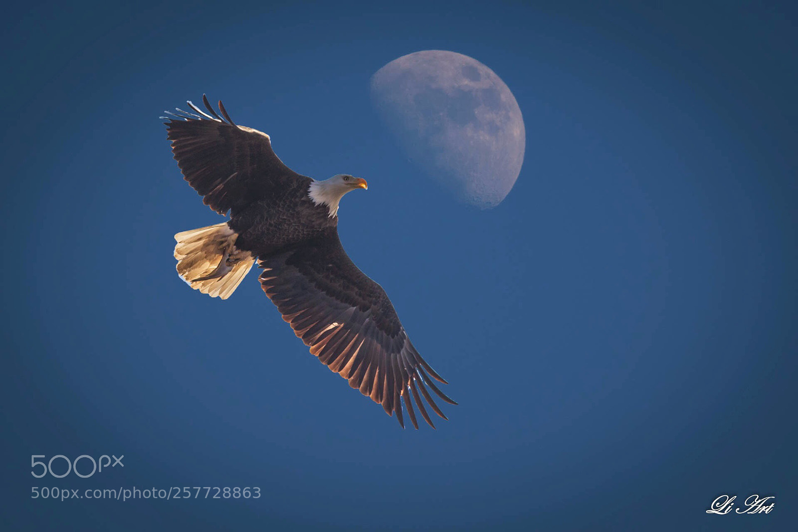 Canon EOS 7D Mark II sample photo. Flying to the moon photography