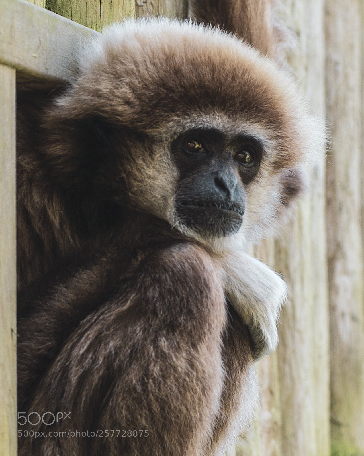 Sony SLT-A65 (SLT-A65V) sample photo. Capuchin monkey photography