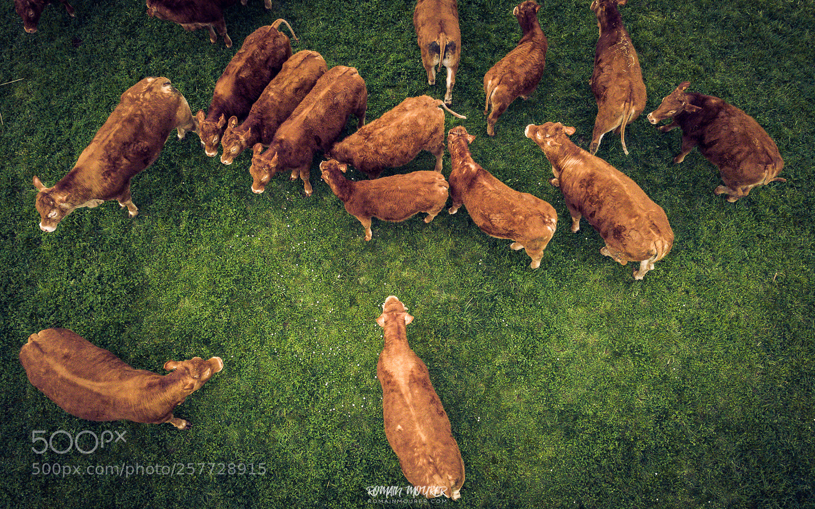 DJI FC220 sample photo. Vaches lorraines photography