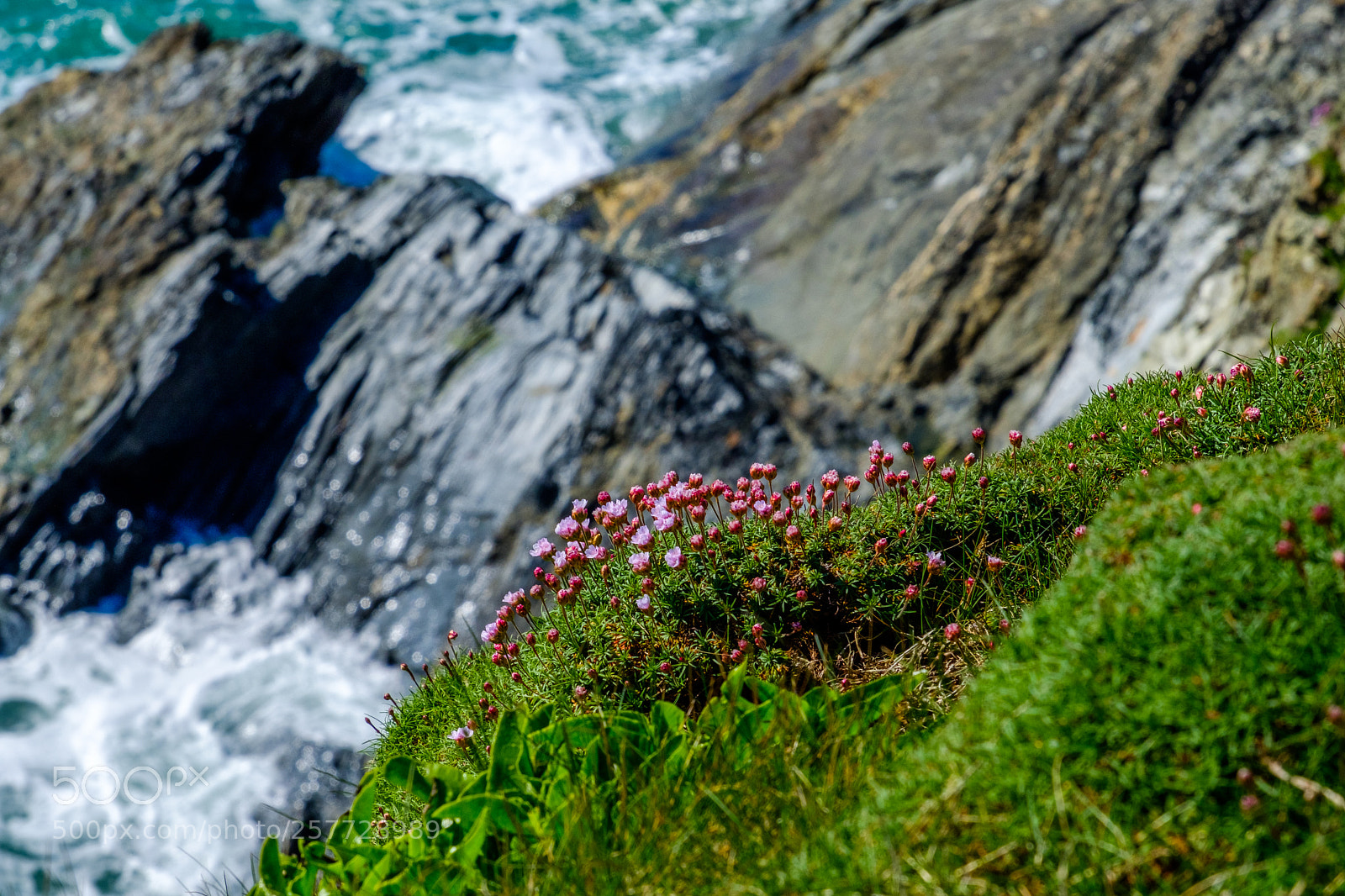 Fujifilm X-T2 sample photo. Sea thrift on cliff photography