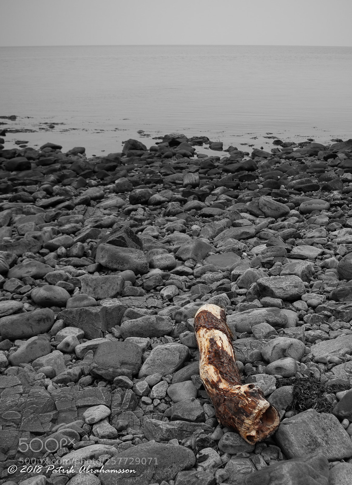 Canon EOS 5D Mark II sample photo. Lonely log photography