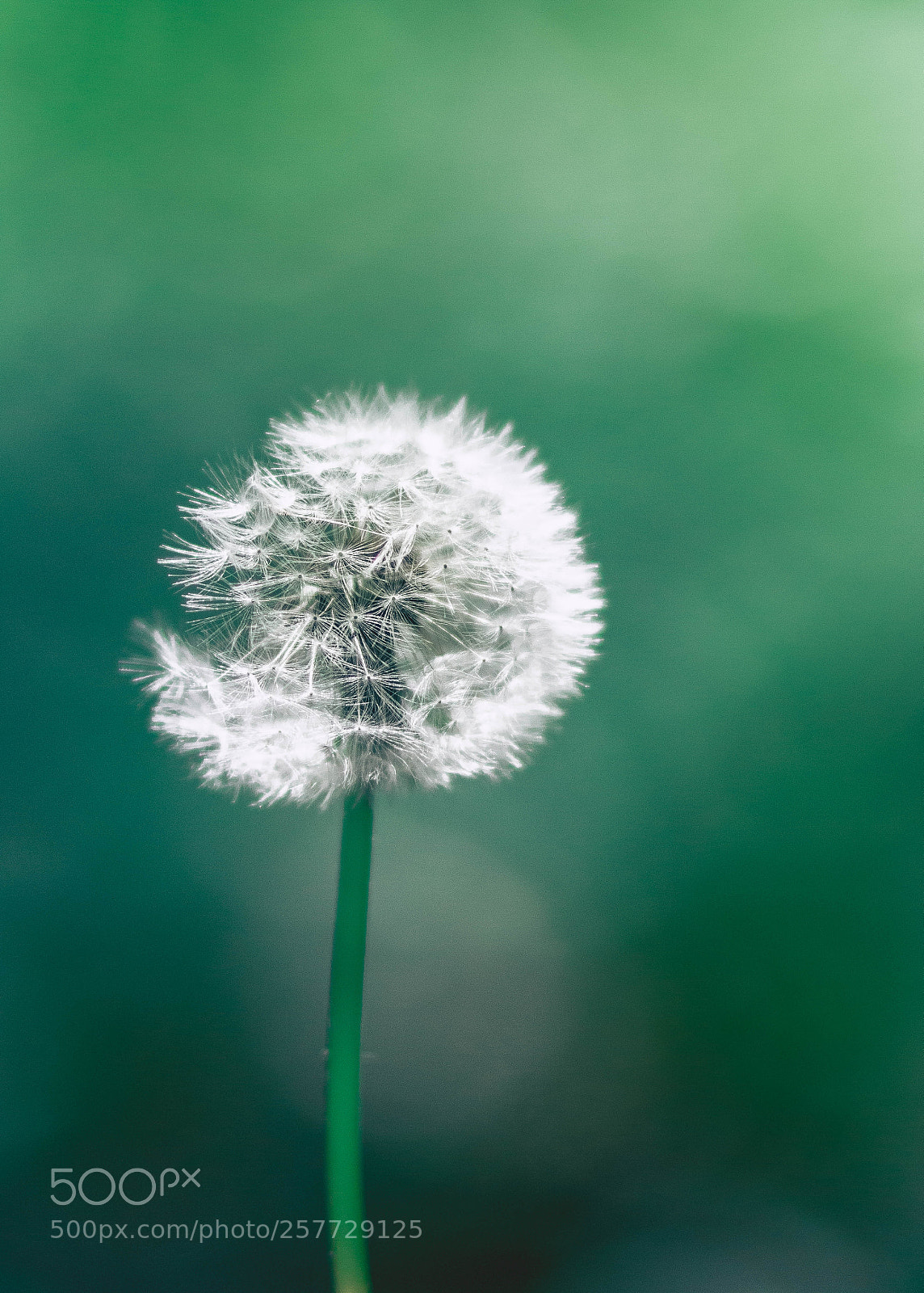 Canon EOS 70D sample photo. L'envol photography