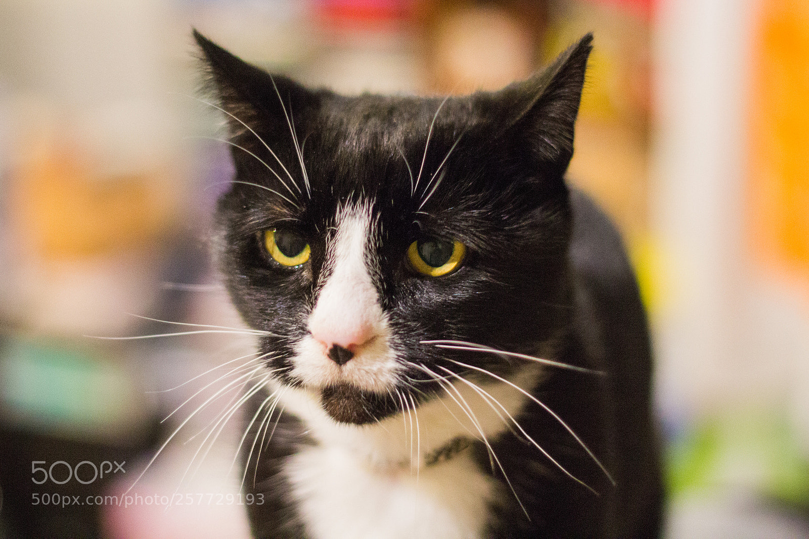 Canon EOS 600D (Rebel EOS T3i / EOS Kiss X5) sample photo. Our cat. qt. photography