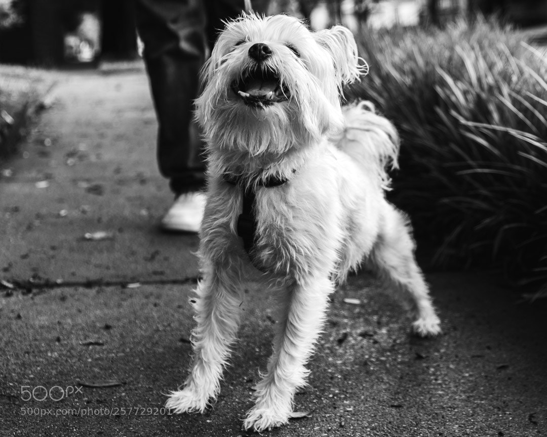 Fujifilm X-T20 sample photo. Untitled photography