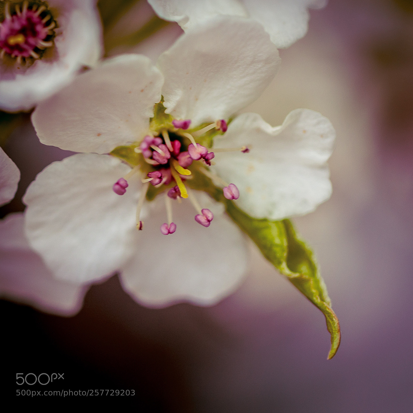 Canon EOS 5D Mark IV sample photo. Untitled photography