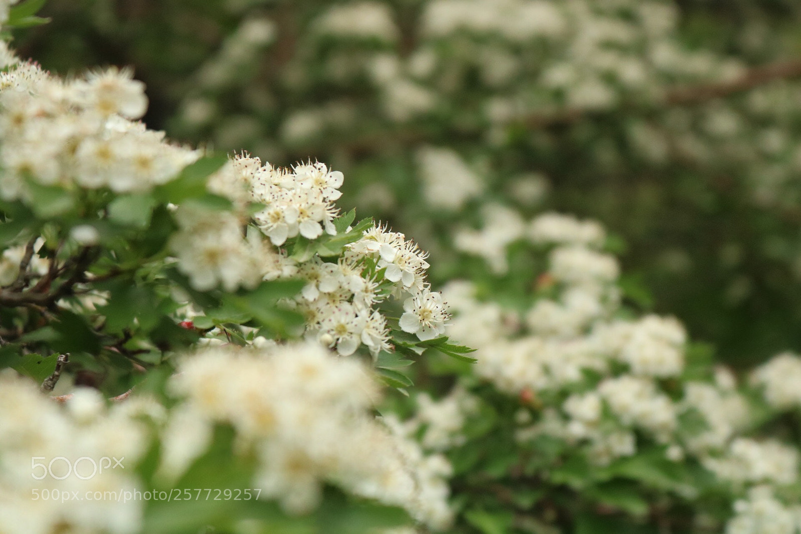 Canon EOS 750D (EOS Rebel T6i / EOS Kiss X8i) sample photo. Untitled photography