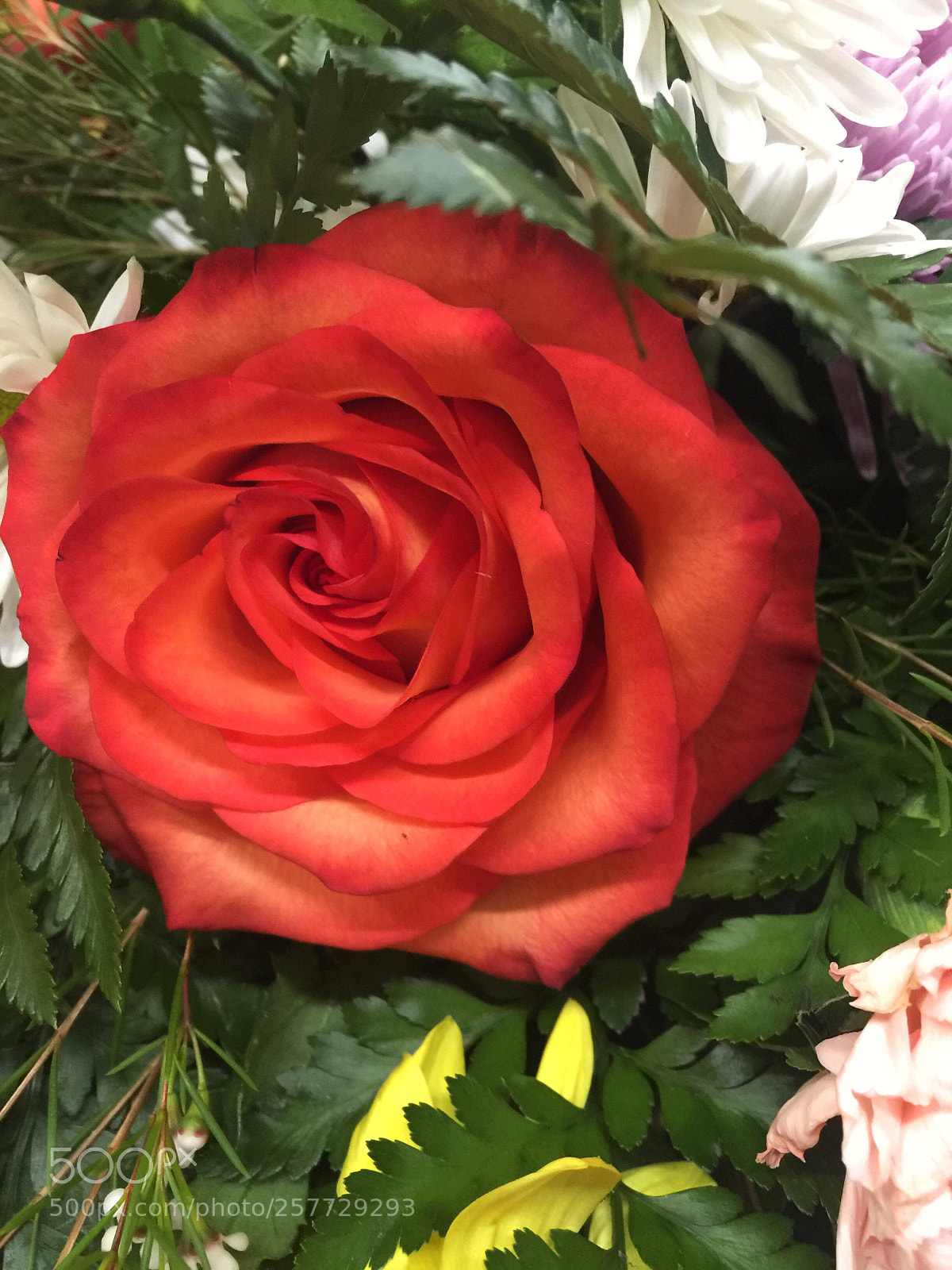 Apple iPhone 6 Plus sample photo. Today’s flower ?  photography