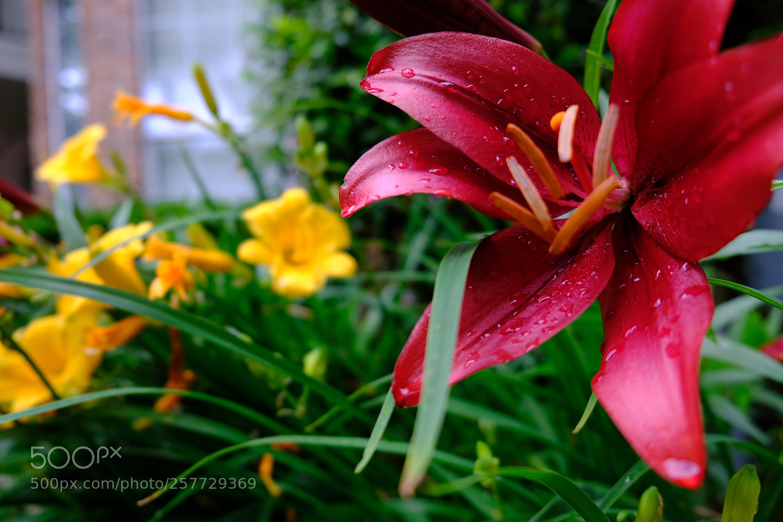 Fujifilm X-T20 sample photo. Untitled photography