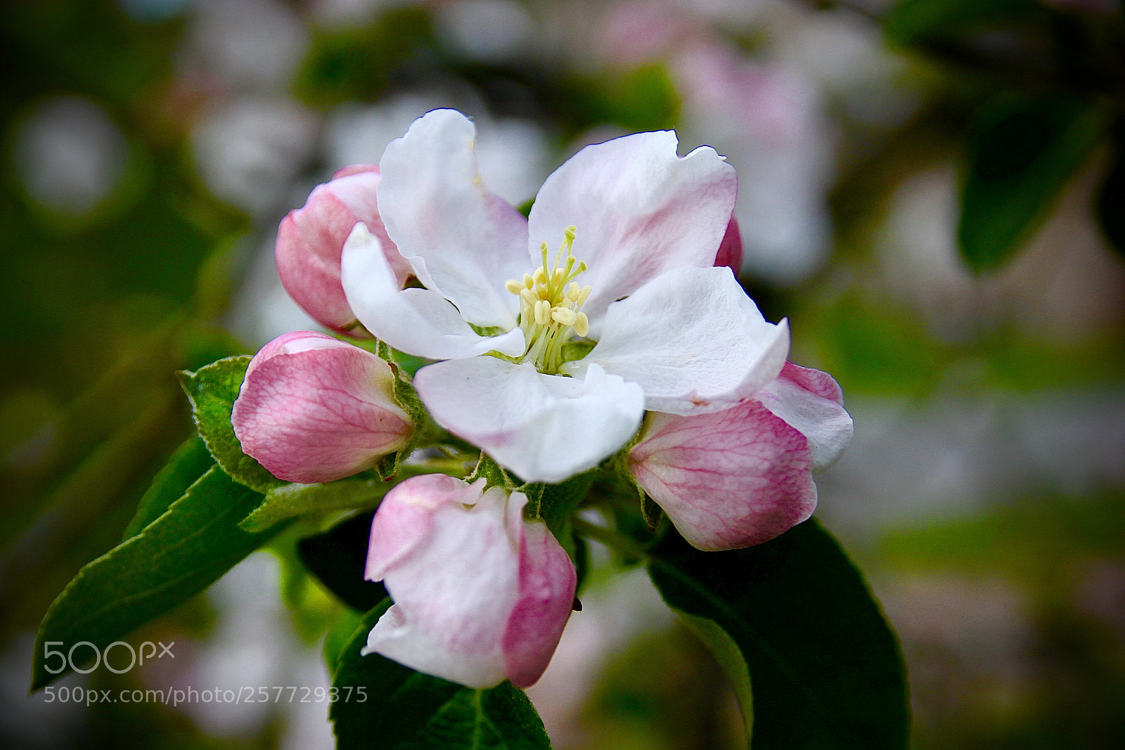 Canon EOS 500D (EOS Rebel T1i / EOS Kiss X3) sample photo. Apple flower photography