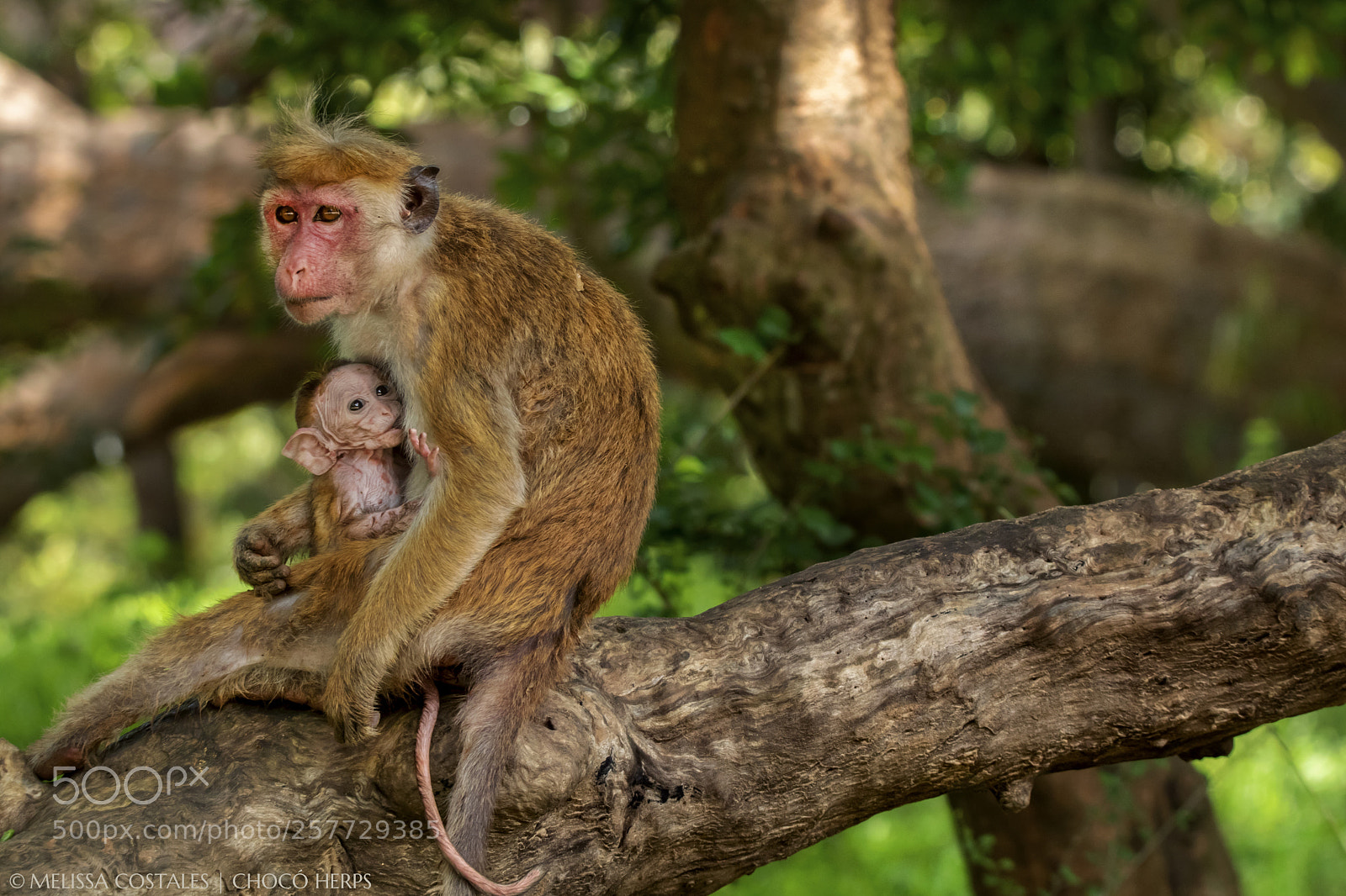 Canon EOS 7D Mark II sample photo. Toque macaque (macaca sinica) photography