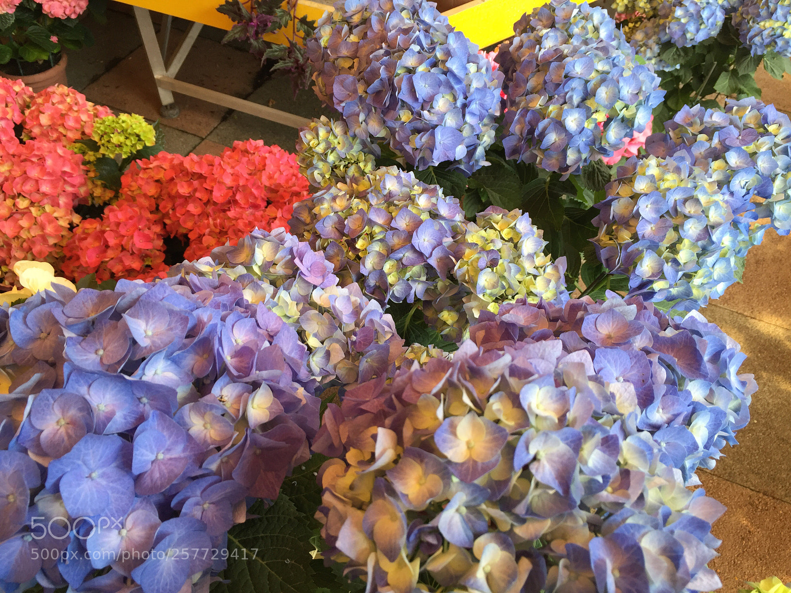 Apple iPhone 6 sample photo. Parco fiori  photography