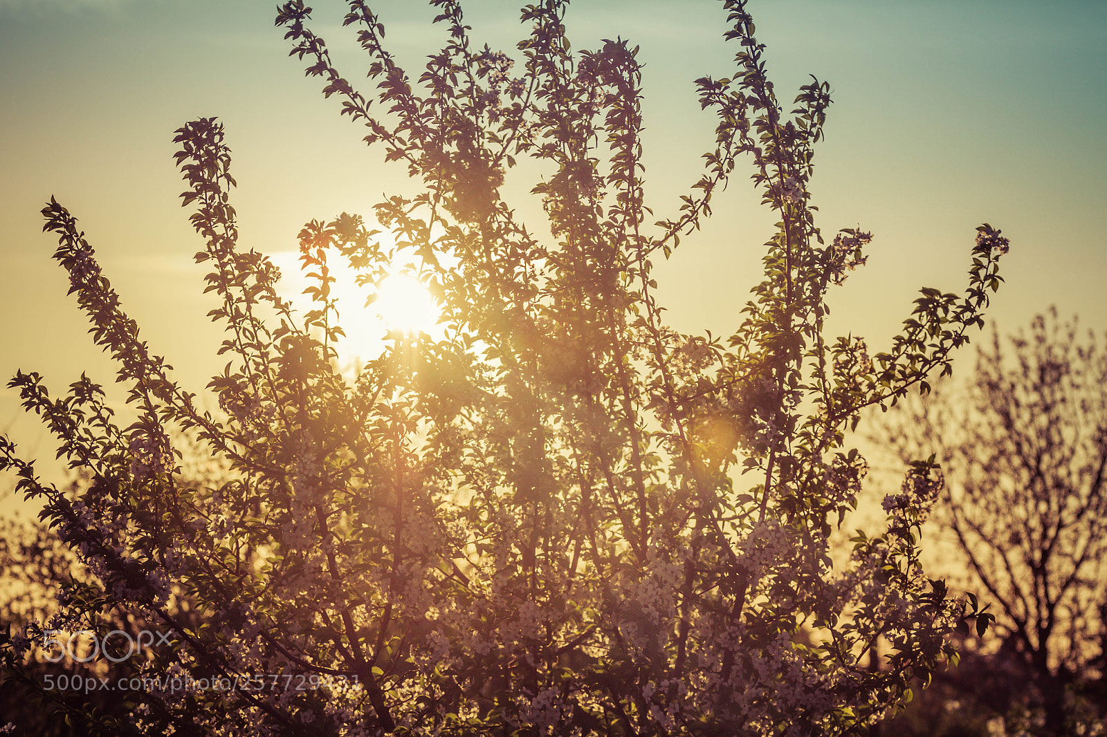 Canon EOS 7D sample photo. The sun glowing up photography