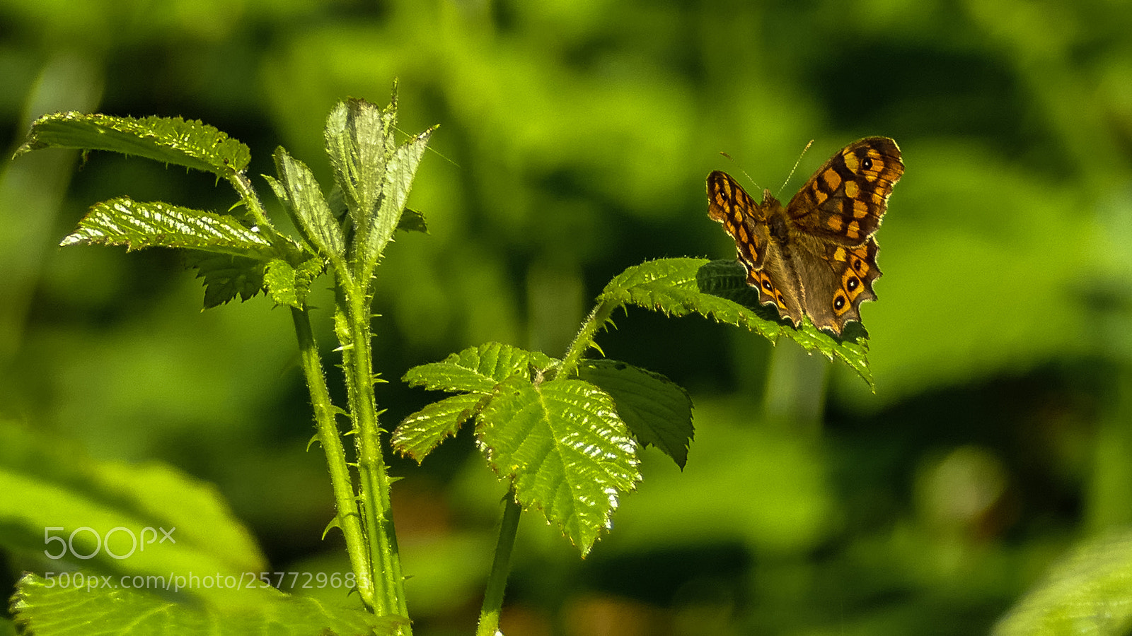 Panasonic Lumix DMC-FZ1000 sample photo. Mariposa photography