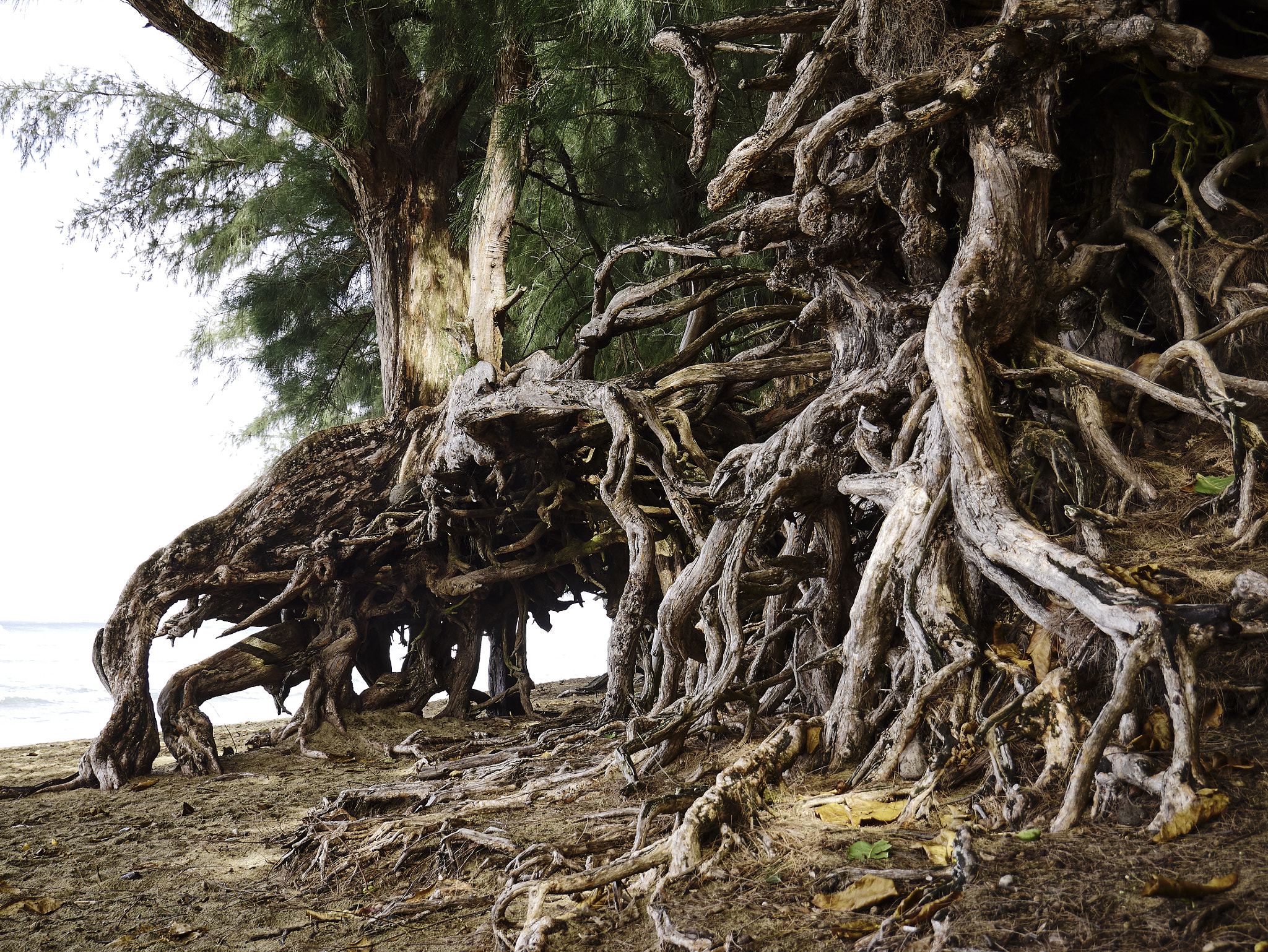 Panasonic Lumix DMC-G85 (Lumix DMC-G80) sample photo. Trees & roots 3 photography