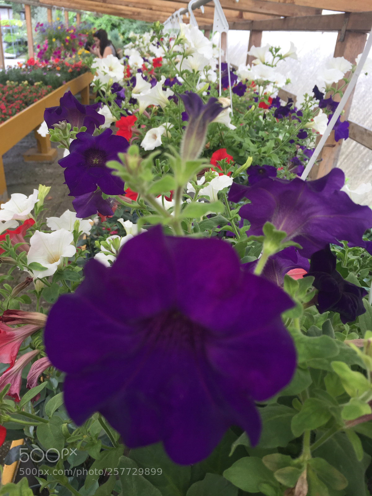 Apple iPhone 6 sample photo. Fiori  photography