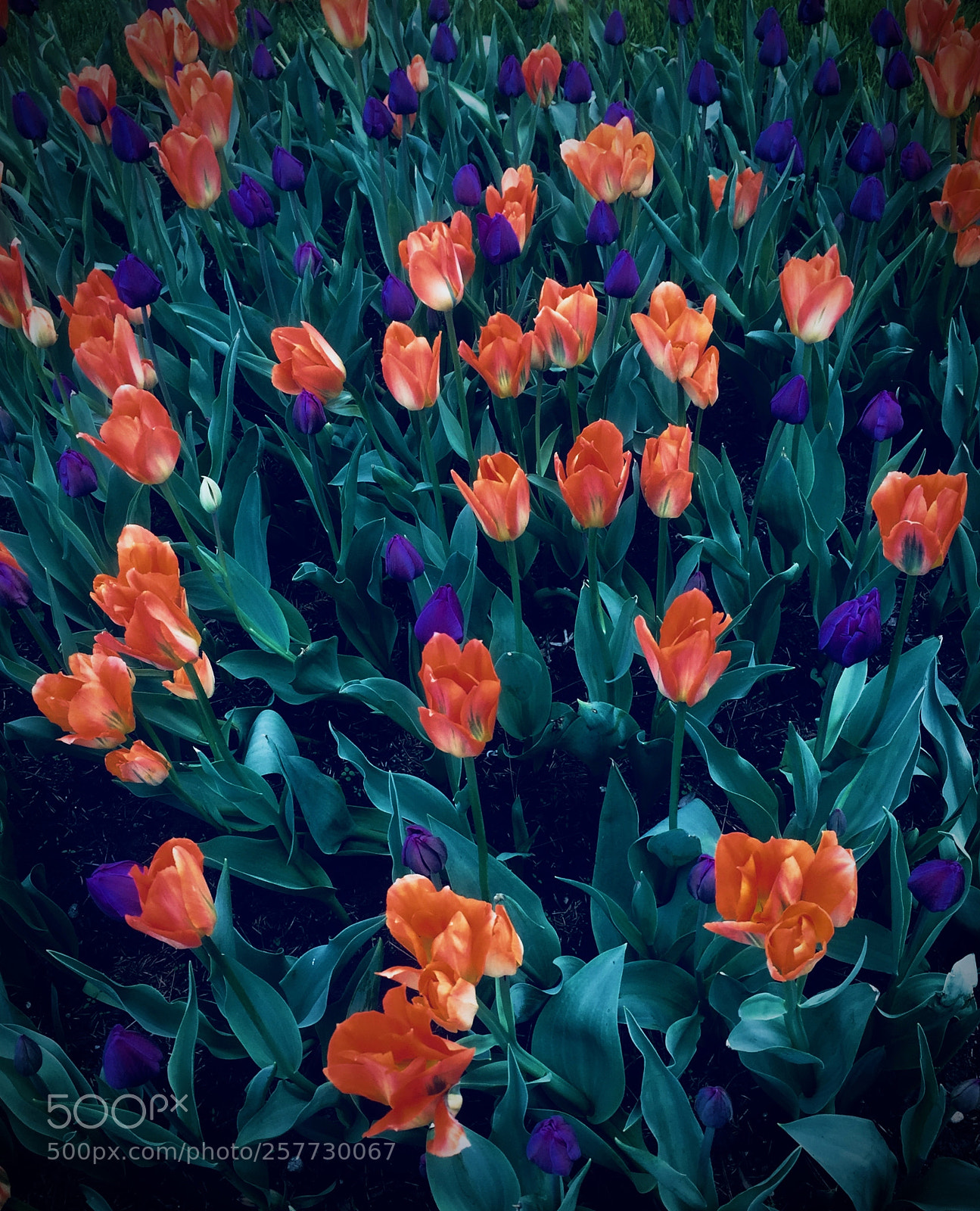 Apple iPhone 6 sample photo. Happy mothers day ❤️ photography
