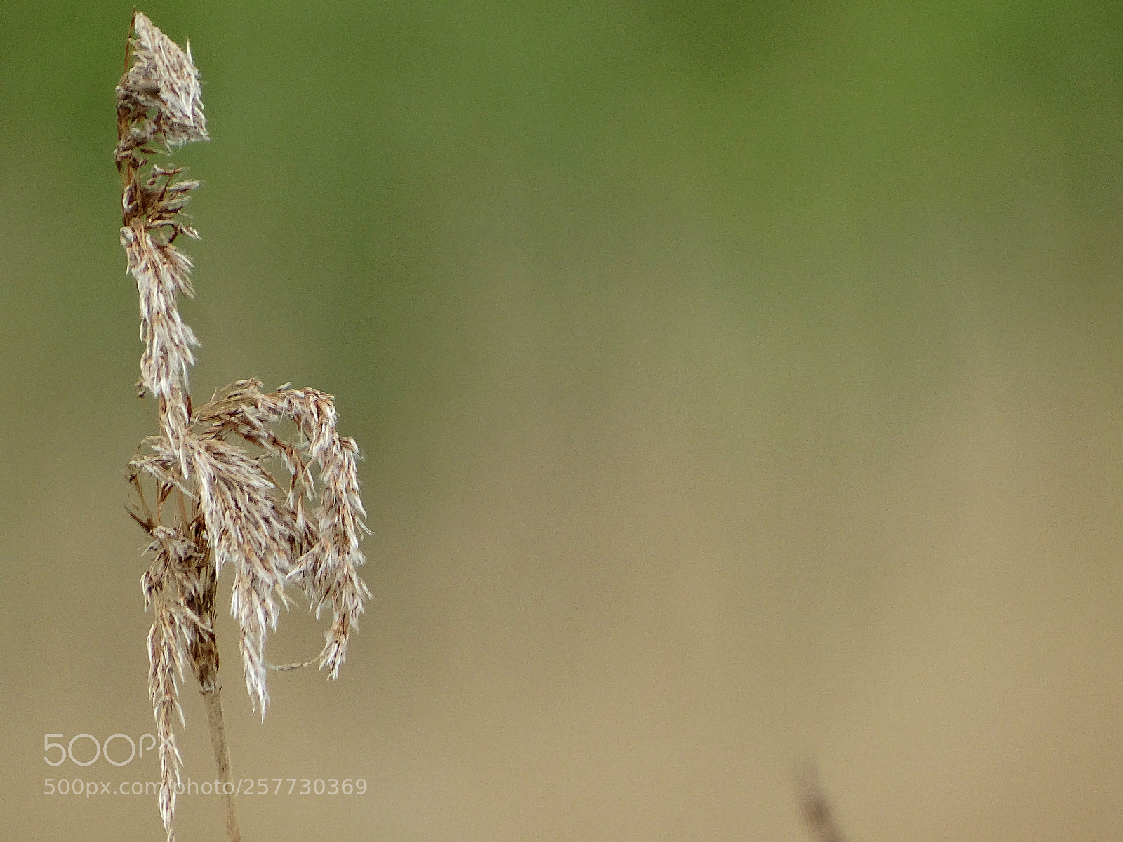 Sony Cyber-shot DSC-HX300 sample photo. Mu photography