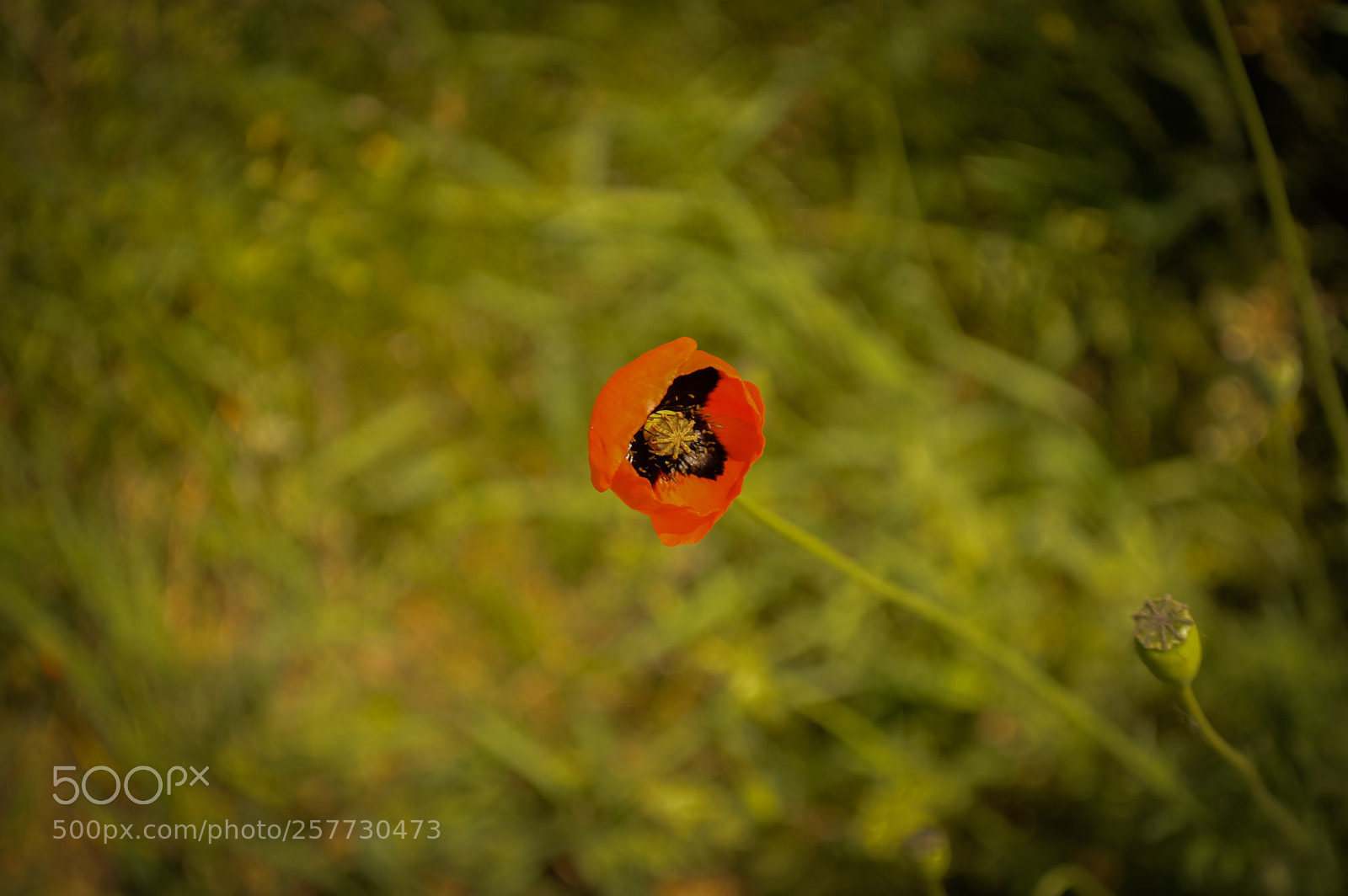 Nikon D3200 sample photo. Flower photography
