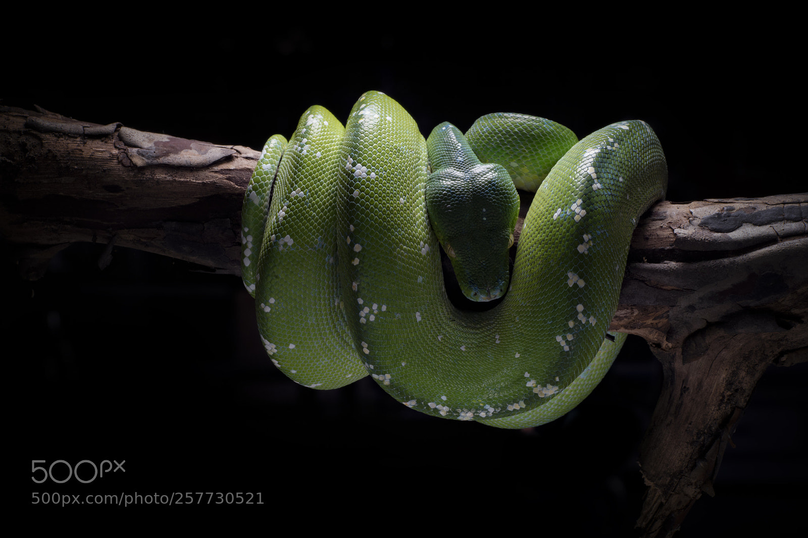 Sony a7 II sample photo. The green phyton photography