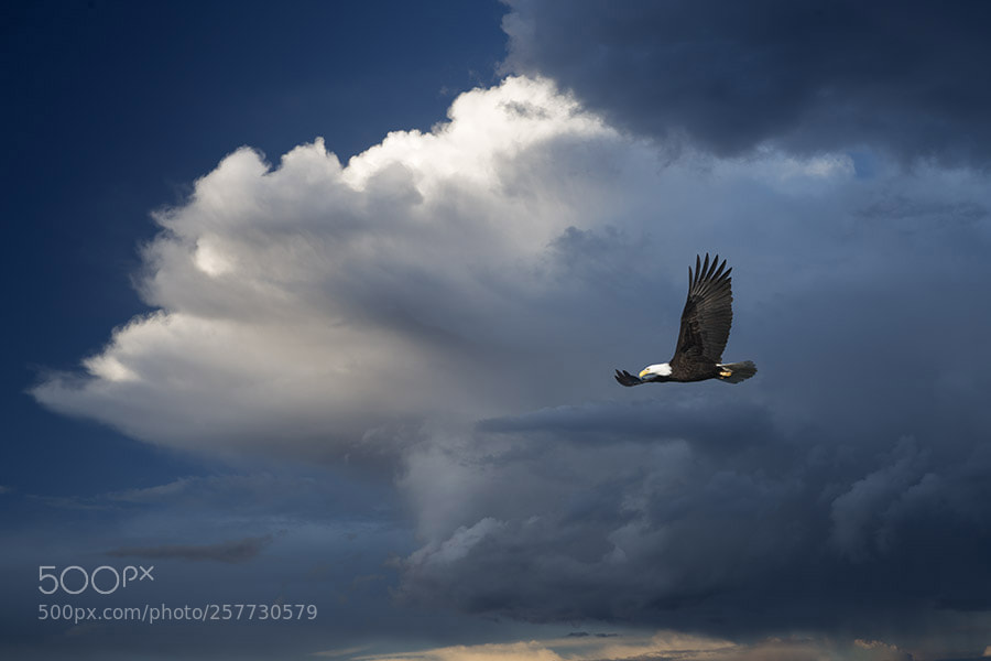 Sony a7R II sample photo. Bald eagle and thunderstorm photography