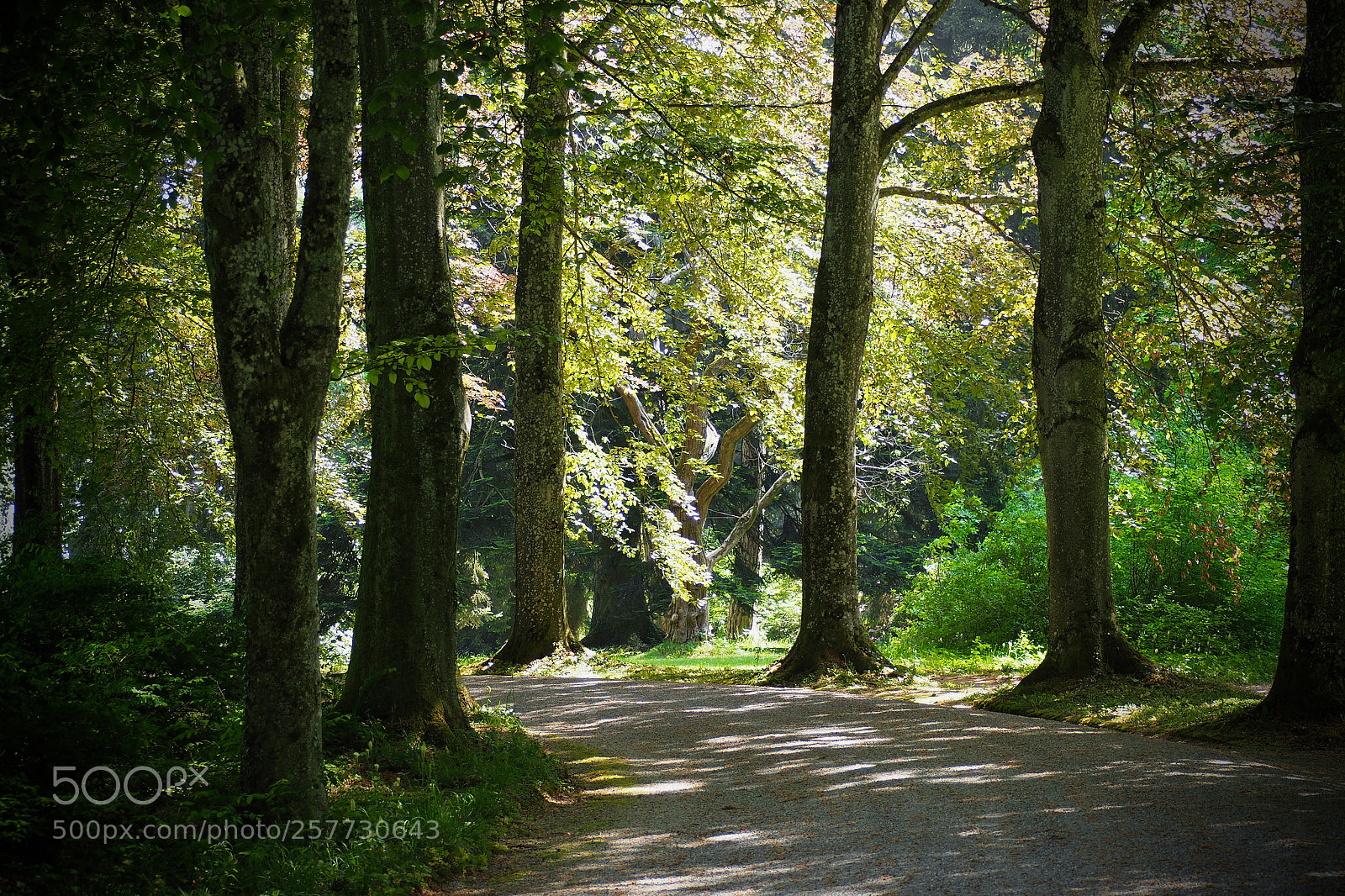 Olympus OM-D E-M5 II sample photo. Romance lane photography