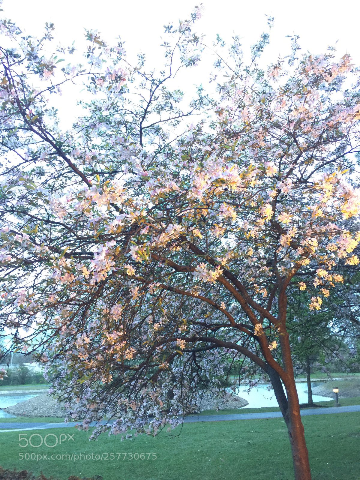 Apple iPhone 6 Plus sample photo. Spring photography