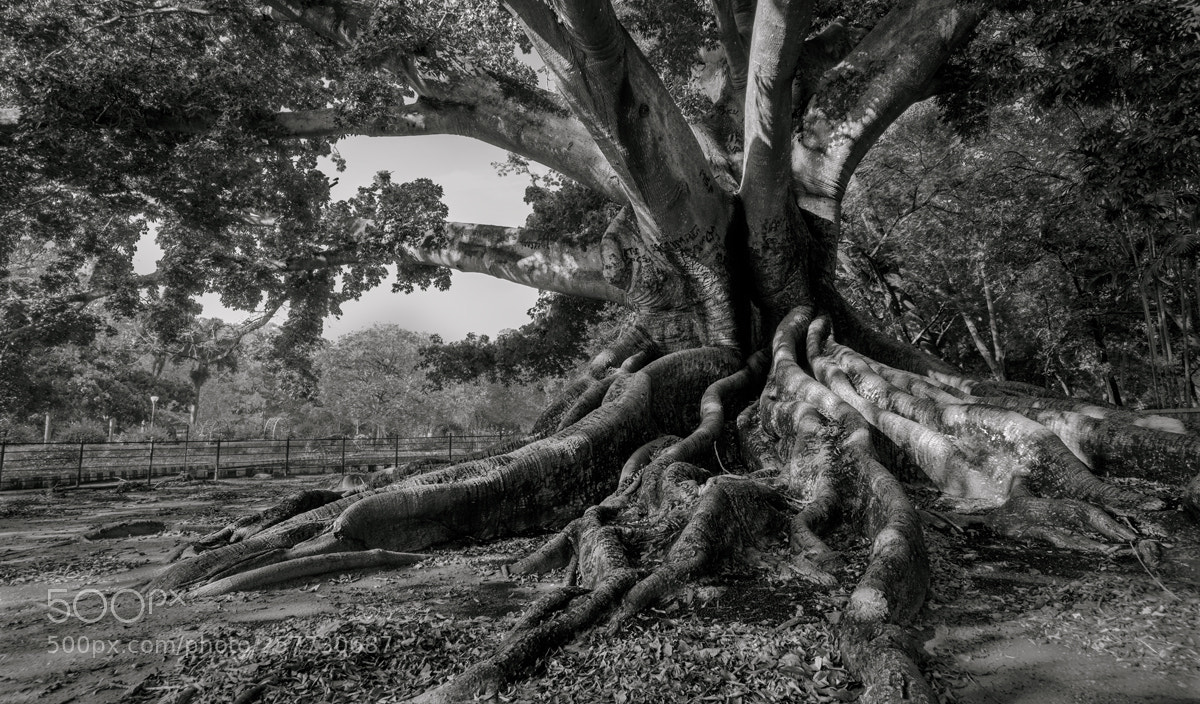 Nikon D850 sample photo. A grand presence photography